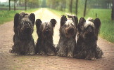 4 Skye Terriers