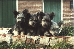 4 Skye Terrierpups